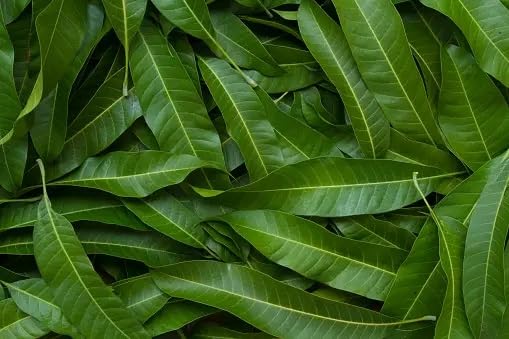 MANGO LEAVES (EACH)